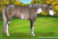 Horse Color:Silver Black Sabino Rabicano 