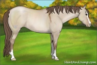 Horse Color:Grullo Pearl Sabino Rabicano 