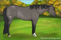 Horse Color:Grullo Rabicano 