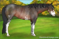 Horse Color:Brown Sabino Rabicano 