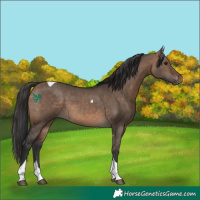 Horse Color:Brown Dun Tobiano 