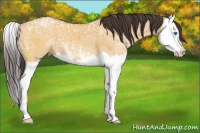 Horse Color:Buckskin Ice Dun Splash 