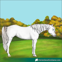 Horse Color:Gray Buckskin Ice Pearl Splash 