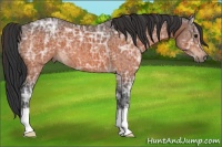 Horse Color:Bay Ice 