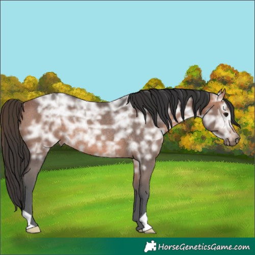 Horse Color:Bay Ice Rabicano 