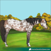 Horse Color:Bay Ice Rabicano 