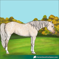 Horse Color:Silver Bay Ice Dun 