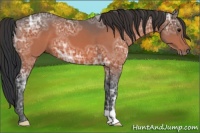 Horse Color:Bay Ice 