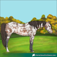 Horse Color:Bay Ice Appaloosa