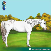 Horse Color:Bay Ice Appaloosa 