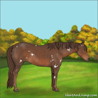 Horse Color:White Spotted Liver Chestnut 