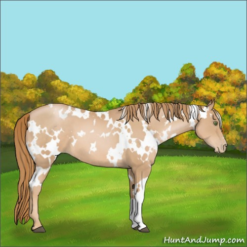 Horse Color:White Spotted Chestnut Pearl