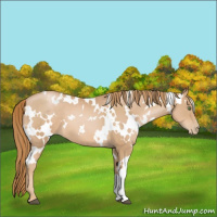 Horse Color:White Spotted Chestnut Pearl