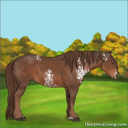 Horse Color:White Spotted Liver Chestnut 
