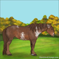 Horse Color:White Spotted Liver Chestnut 