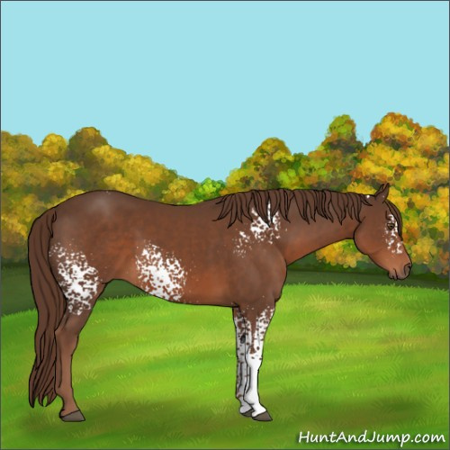Horse Color:White Spotted Liver Chestnut