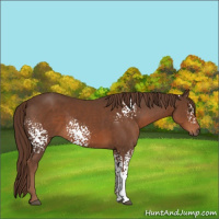 Horse Color:White Spotted Liver Chestnut 