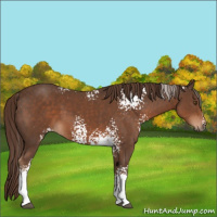 Horse Color:White Spotted Liver Chestnut 