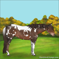 Horse Color:White Spotted Liver Chestnut Tobiano Rabicano