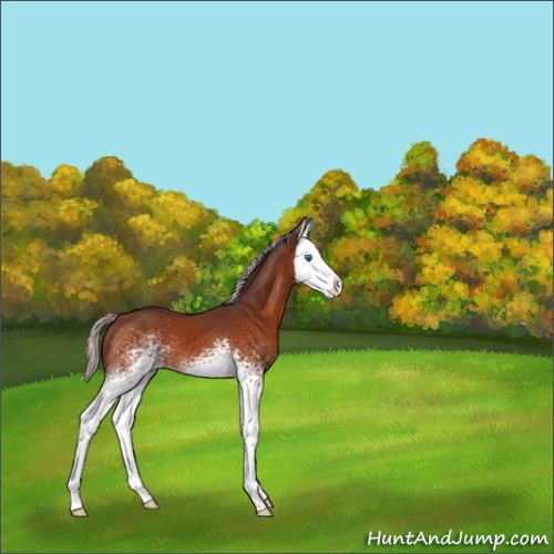 Horse Color:White Spotted Silver Brown Splash 