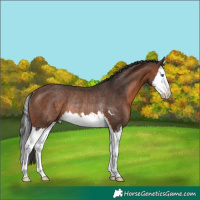 Horse Color:Brown Splash Rabicano