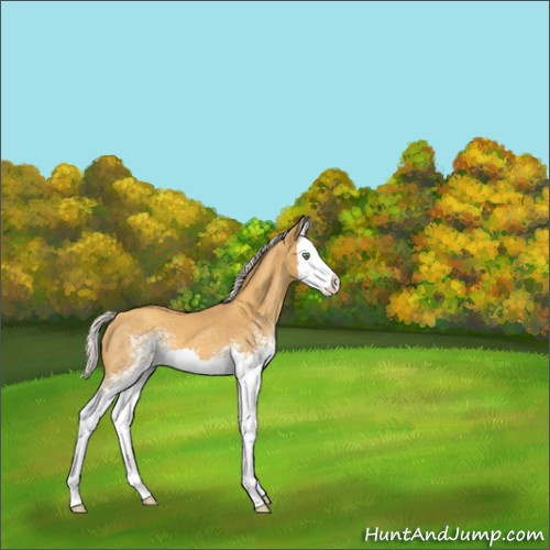 Horse Color:White Spotted Gold Cream Champagne Splash 
