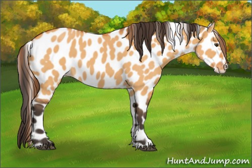 Horse Color:Buckskin Dun Sabino Appaloosa 