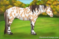 Horse Color:Buckskin Dun Sabino Appaloosa