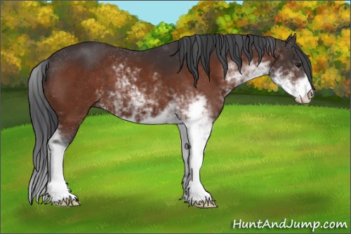 Horse Color:Brown Sabino 