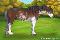 Horse Color:Brown Sabino 