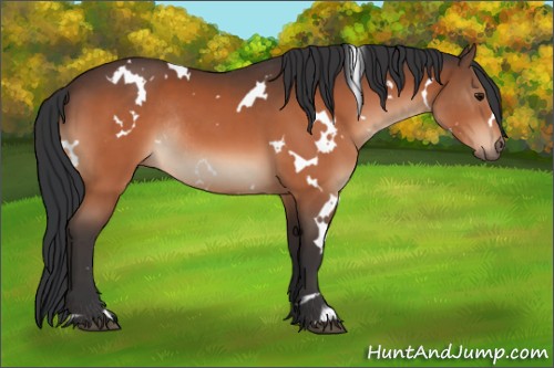 Horse Color:White Spotted Bay Rabicano 
