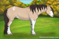 Horse Color:Brown Dun Sabino Appaloosa