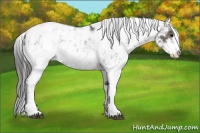 Horse Color:Grullo Sabino Near Leopard