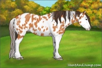 Horse Color:White Spotted Buckskin Splash Appaloosa 