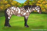 Horse Color:Brown Dun Appaloosa Rabicano