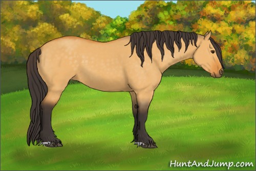 Horse Color:Buckskin Dun 