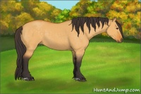 Horse Color:Buckskin Dun 