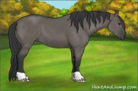 Horse Color:Grullo