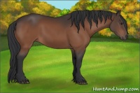 Horse Color:Brown Sabino 