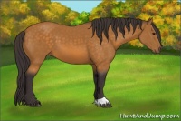 Horse Color:Buckskin 