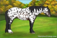 Horse Color:Brown Appaloosa 