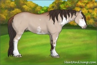 Horse Color:Brown Dun Sabino 