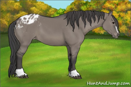 Horse Color:Grullo Sabino Appaloosa 