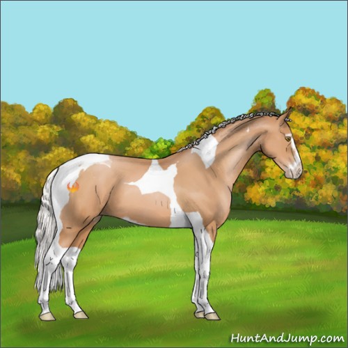 Horse Color:Silver Bay Pearl Sabino Tobiano 