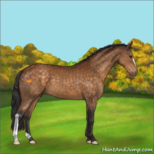 Horse Color:Buckskin 