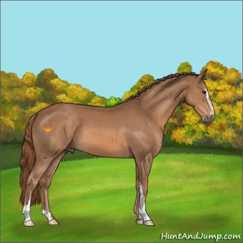 Horse Color:Chestnut Sabino 
