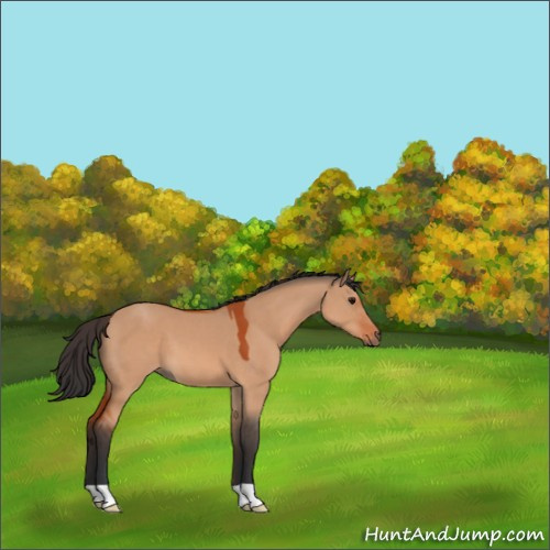Horse Color:Bay Dun 