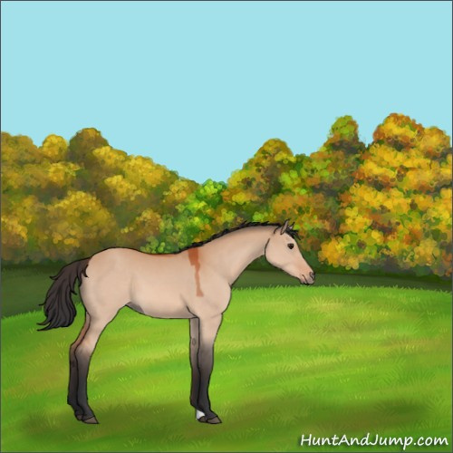 Horse Color:Bay Dun 
