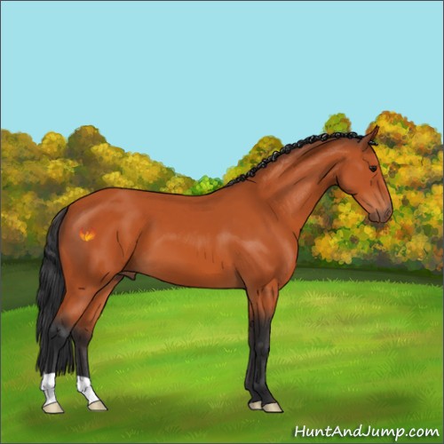 Horse Color:Bay 