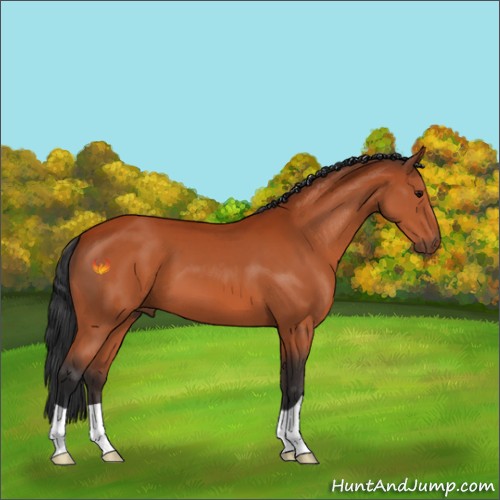 Horse Color:Bay 